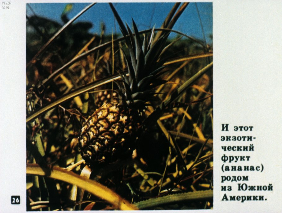 Кофейный пояс земли