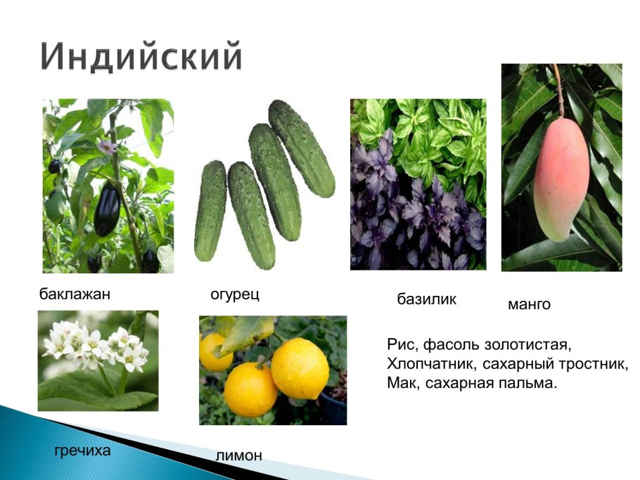 Культурные растения материков