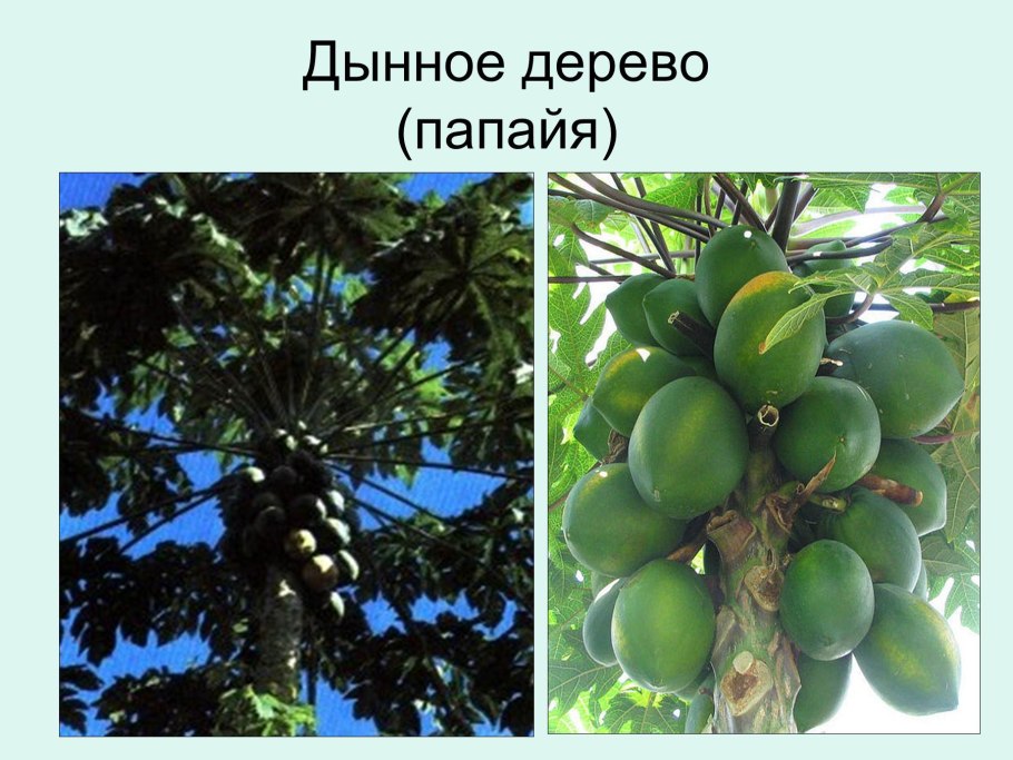 Представители пасленовых растений