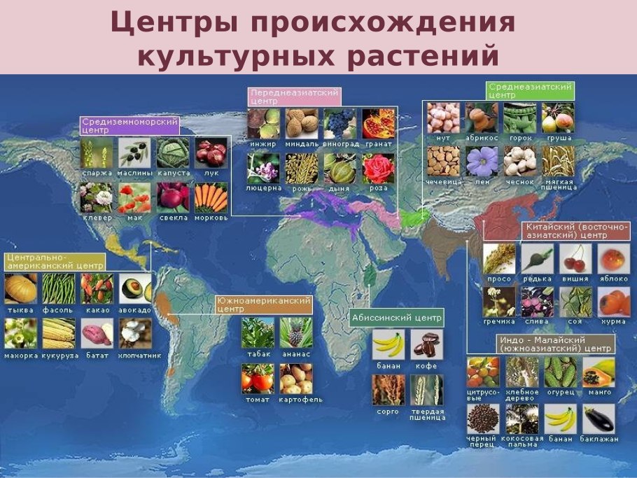 Центр происхождения культурных растений по вавилову