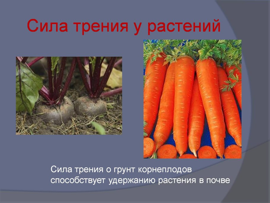 Бананы Коста Рика