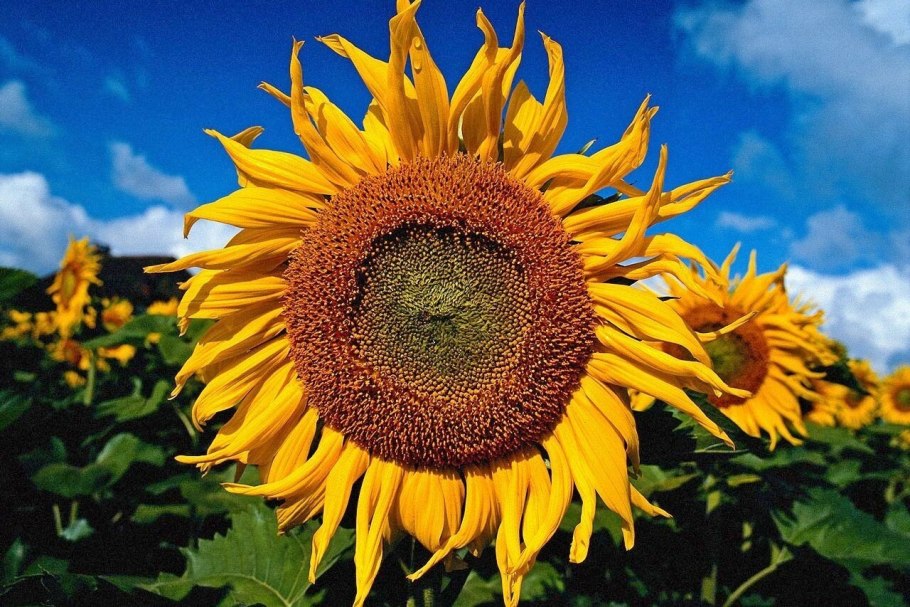 Плоды и семена растений