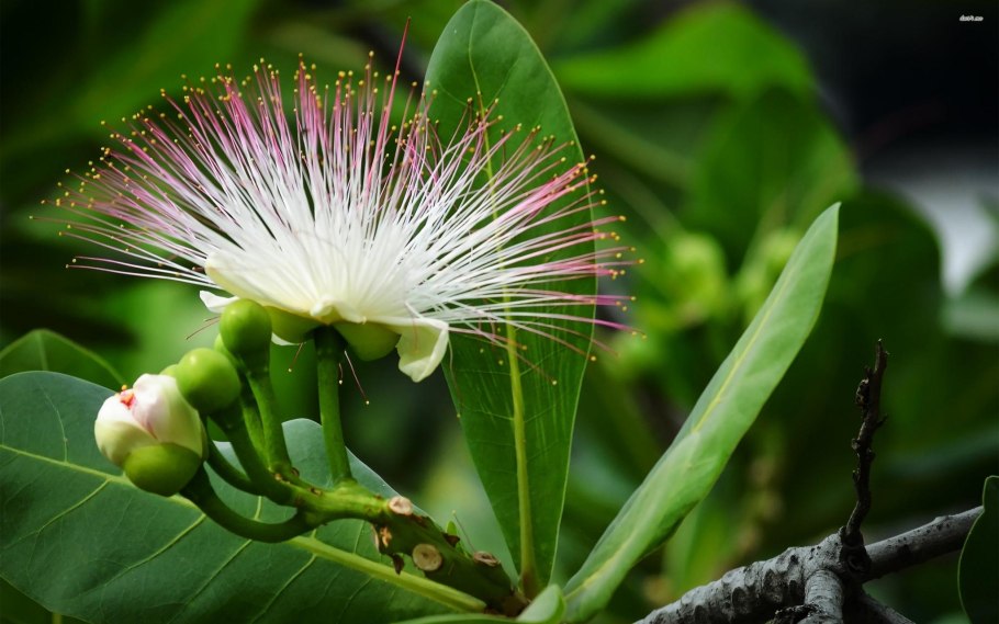 Культурные растения семейства мотыльковых