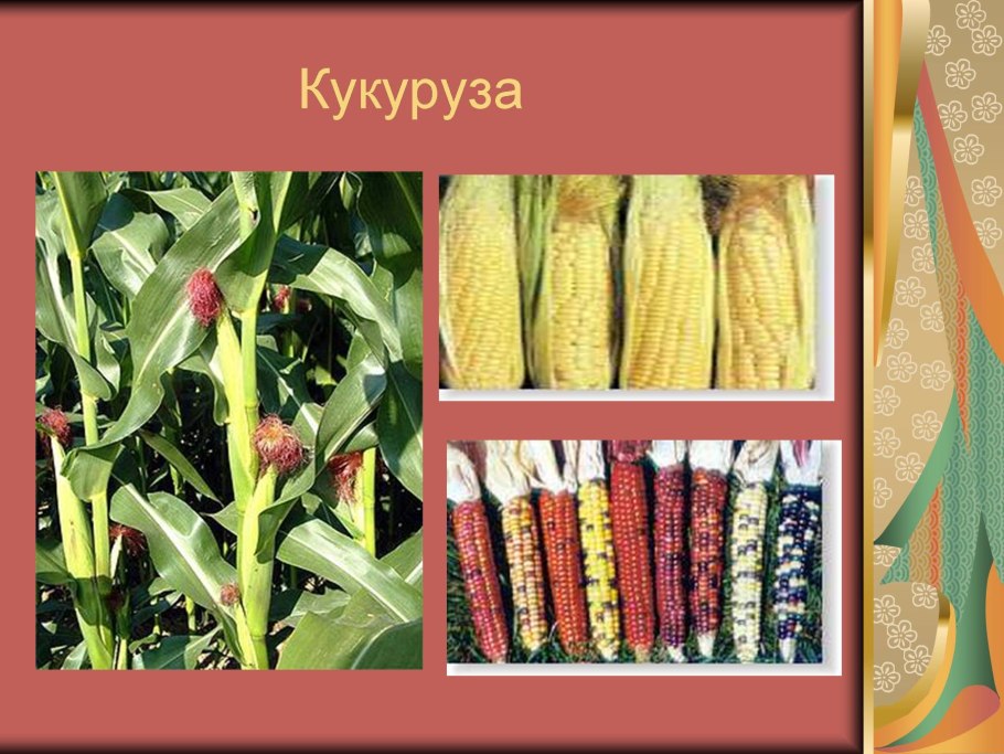 Интересные факты о мандаринах