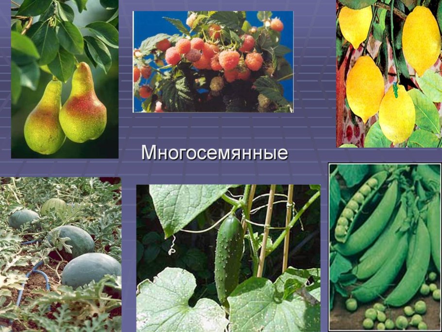 Культурные растения Сибири