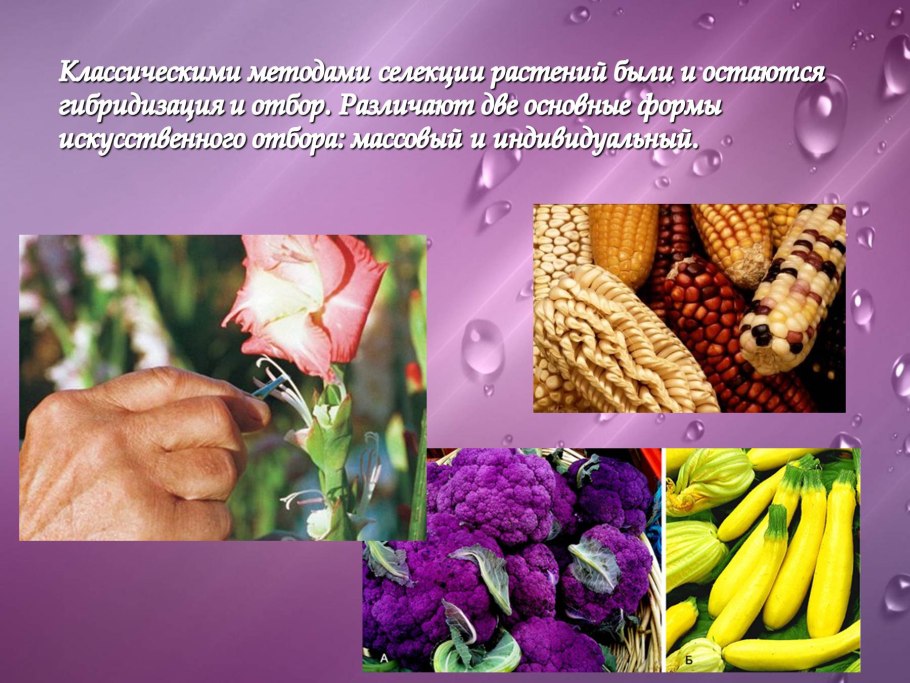 Гевея Южная Америка