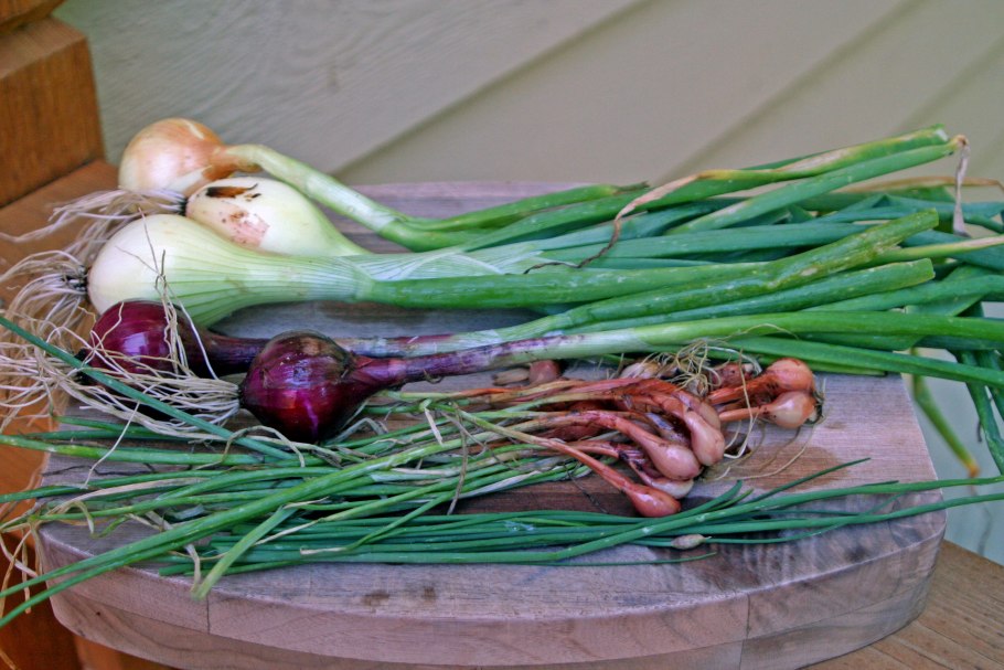 Лук круглый (Allium rotundum)