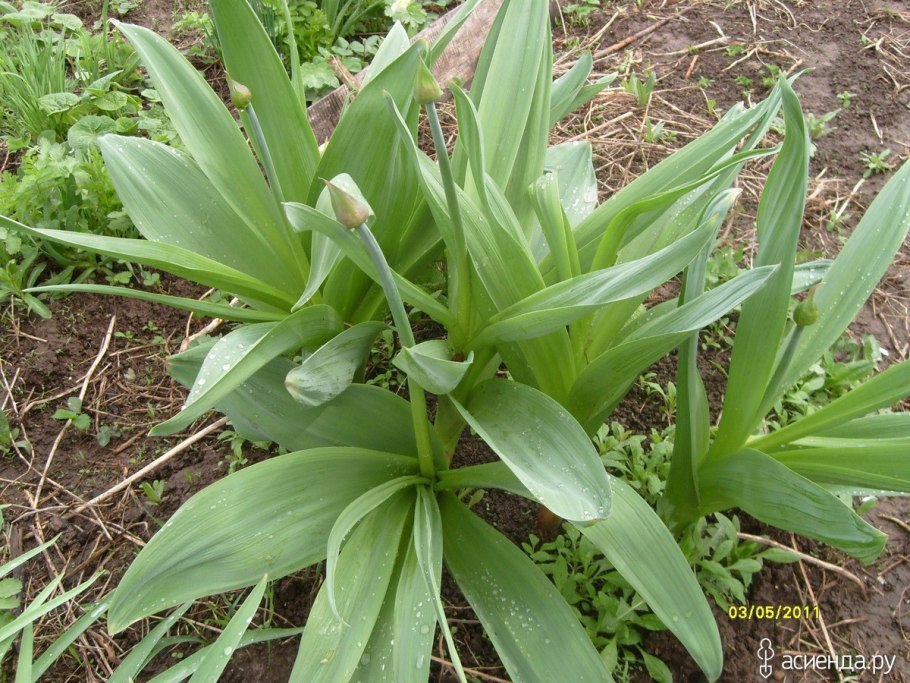 Виктория Харитонова стрельба из лука