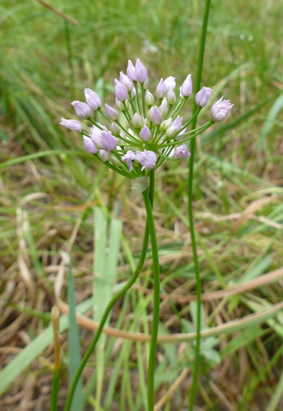 Allium rotundum Луговой