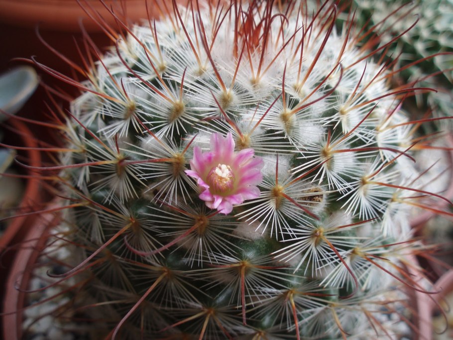 Маммиллярия Сноуболл цветение