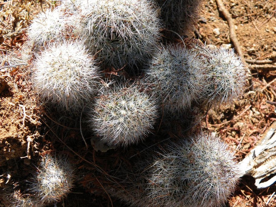 Маммиллярия Кармен Mammillaria carmenae