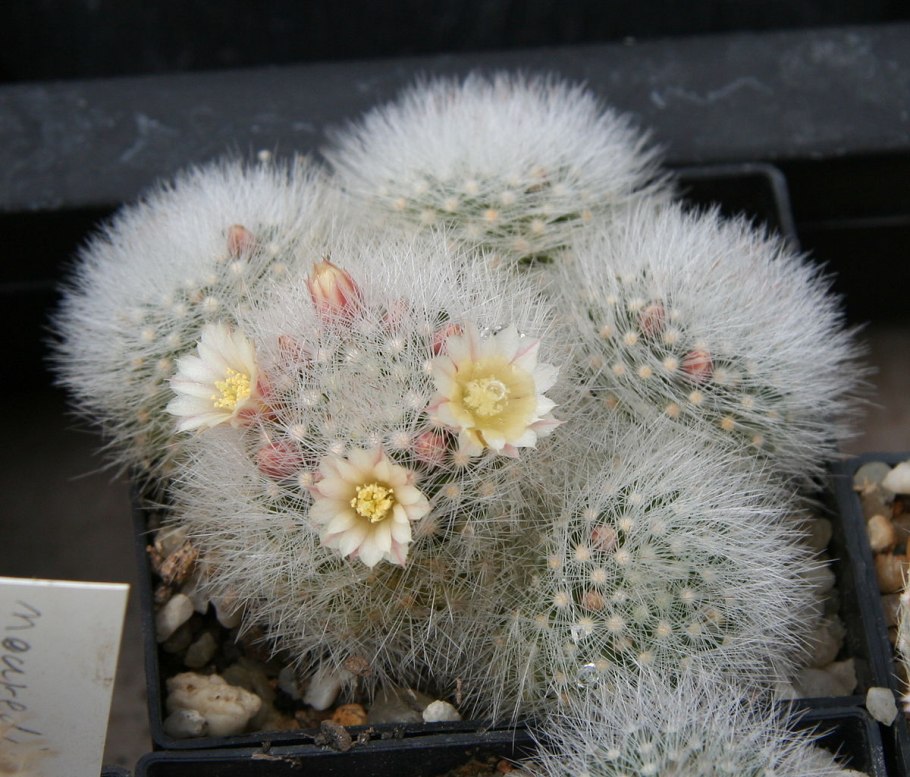 Mammillaria schwarzii