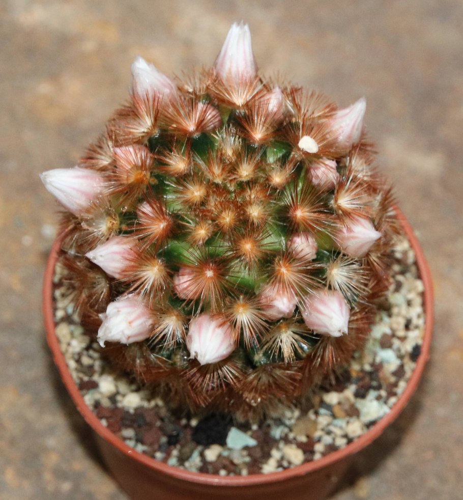 Маммиллярия carmenae