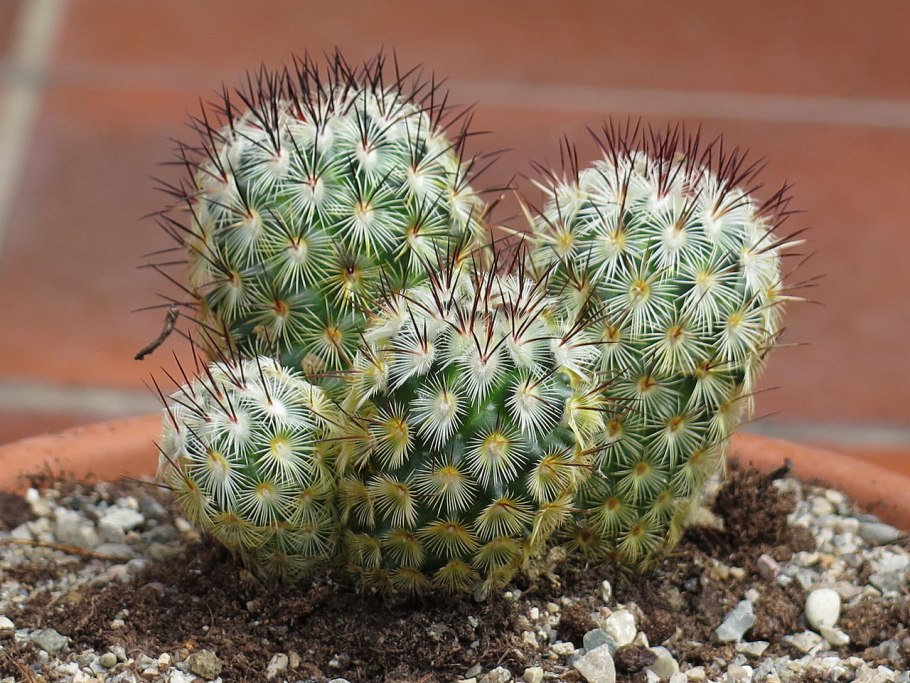Mammillaria bocasana CV. Lotta Haage