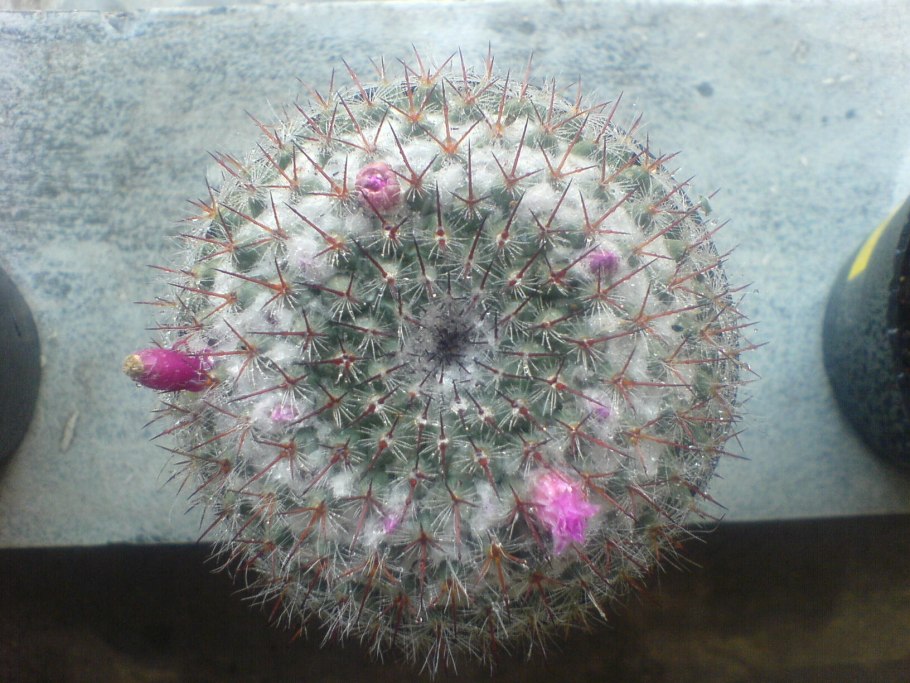 Mammillaria parkinsonii