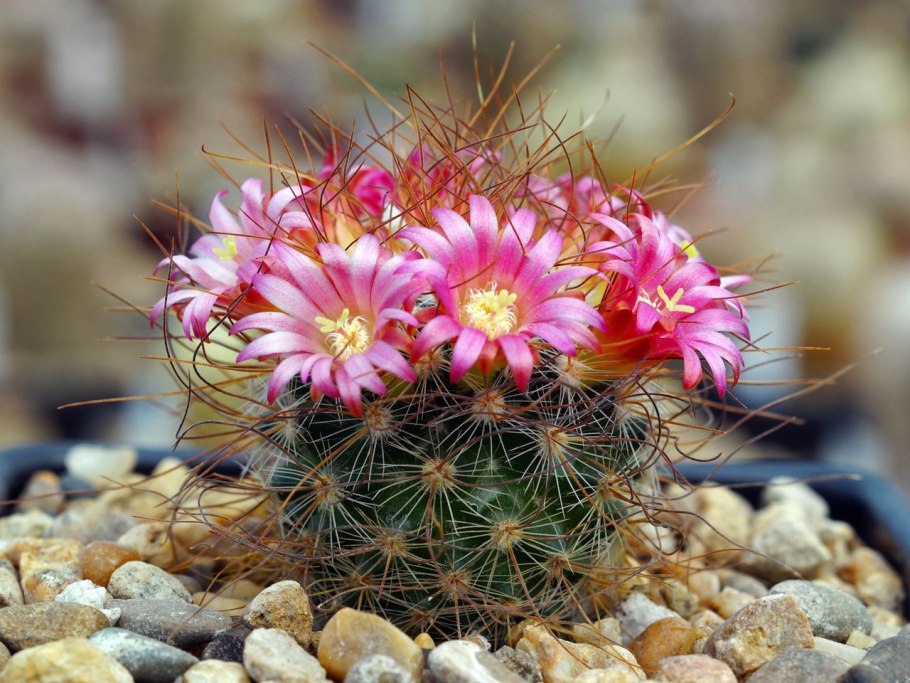 Mammillaria hemisphaerica RS 100