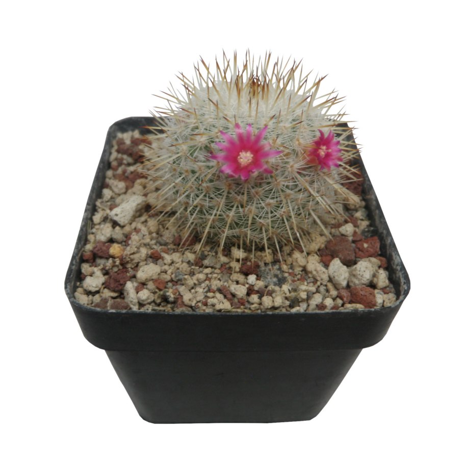 Mammillaria phitauiana