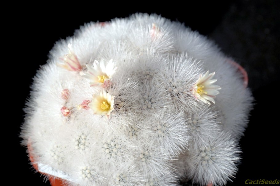 Mammillaria schwarzii