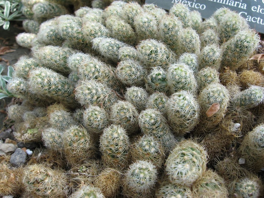 Кактус mammillaria elongata