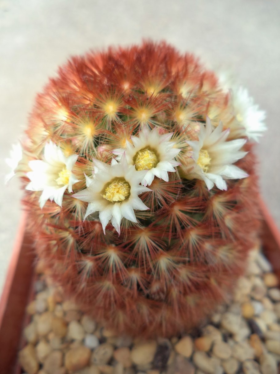 Маммиллярия длиннососочковая