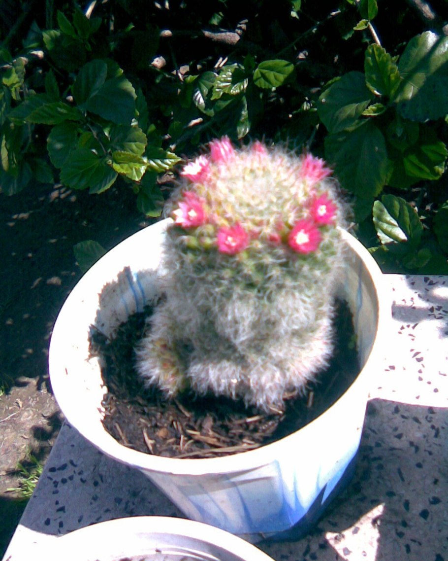 Кактус маммиллярия