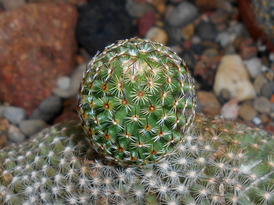 Маммиллярия дехердта