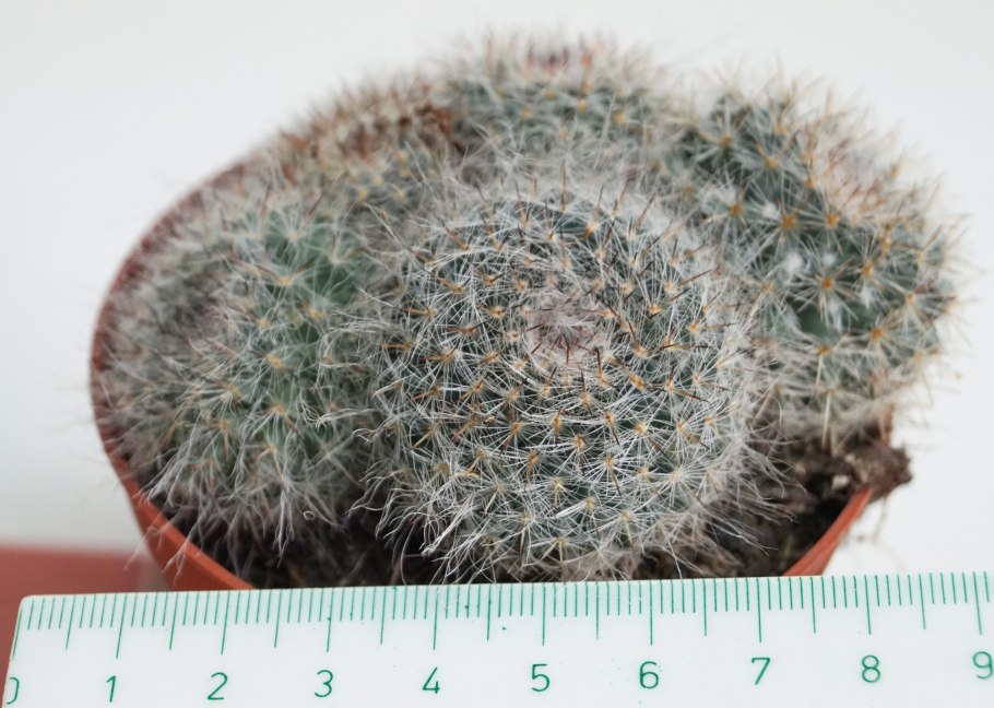 Маммиллярия ханиана элеганс