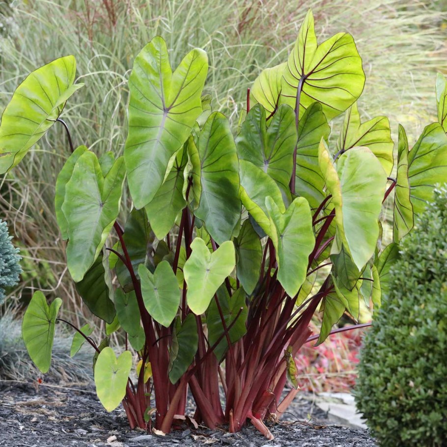 Колоказия (Colocasia)
