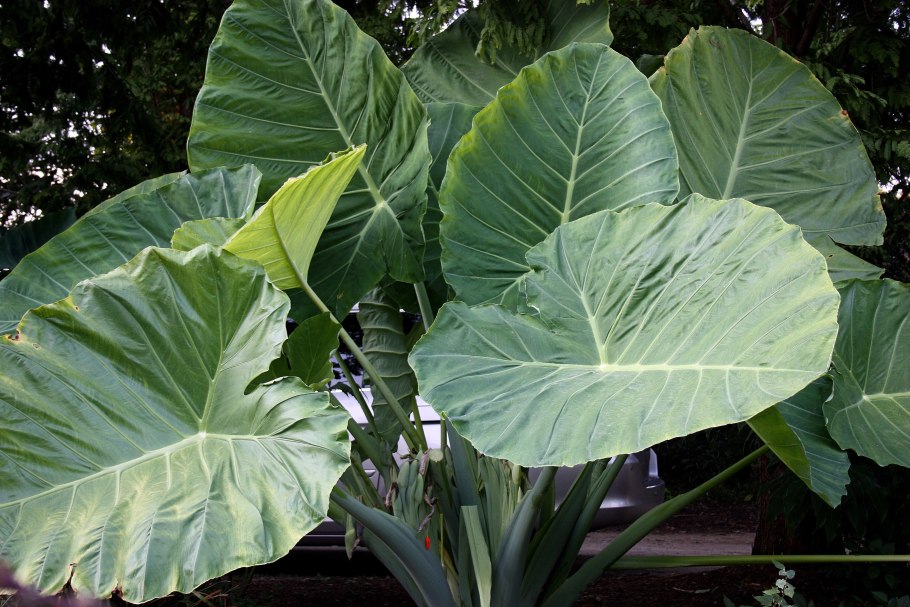 Colocasia esculenta var. Antiquorum