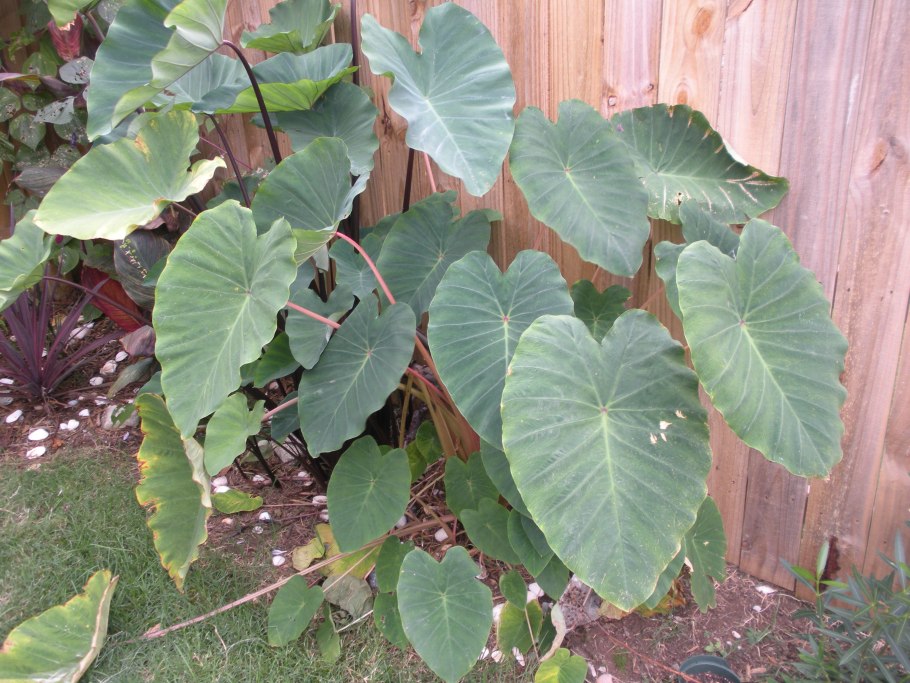 Колоказии гигантской (Colocasia gigantea