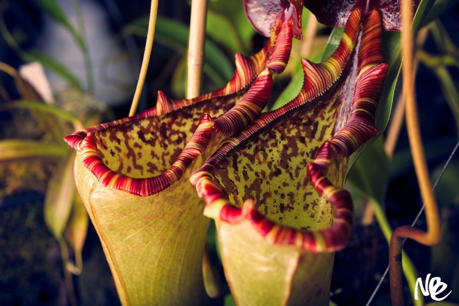 Непентес (Nepenthes)