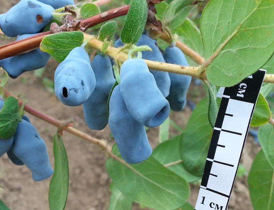 Жимолость съедобная югана