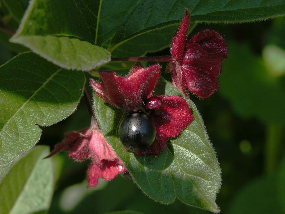 Жимолость съедобная (Lonicera edulis &#96;Авача&#96;)