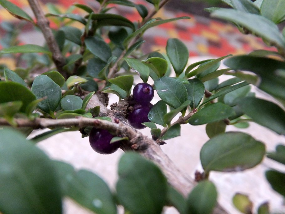 Жимолость съедобная куст