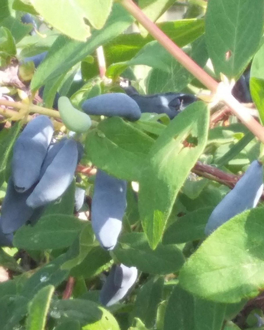 Жимолость Татарская Казанова