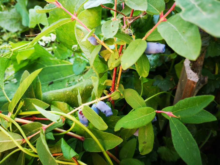 Жимолость джеральда (lonicera giraldii)