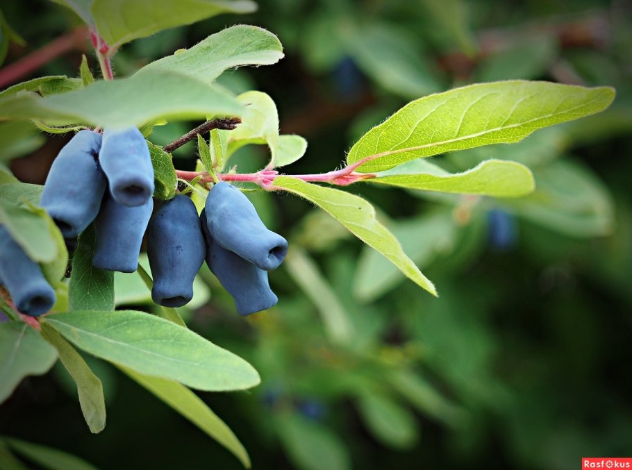 Жимолость съедобная куст