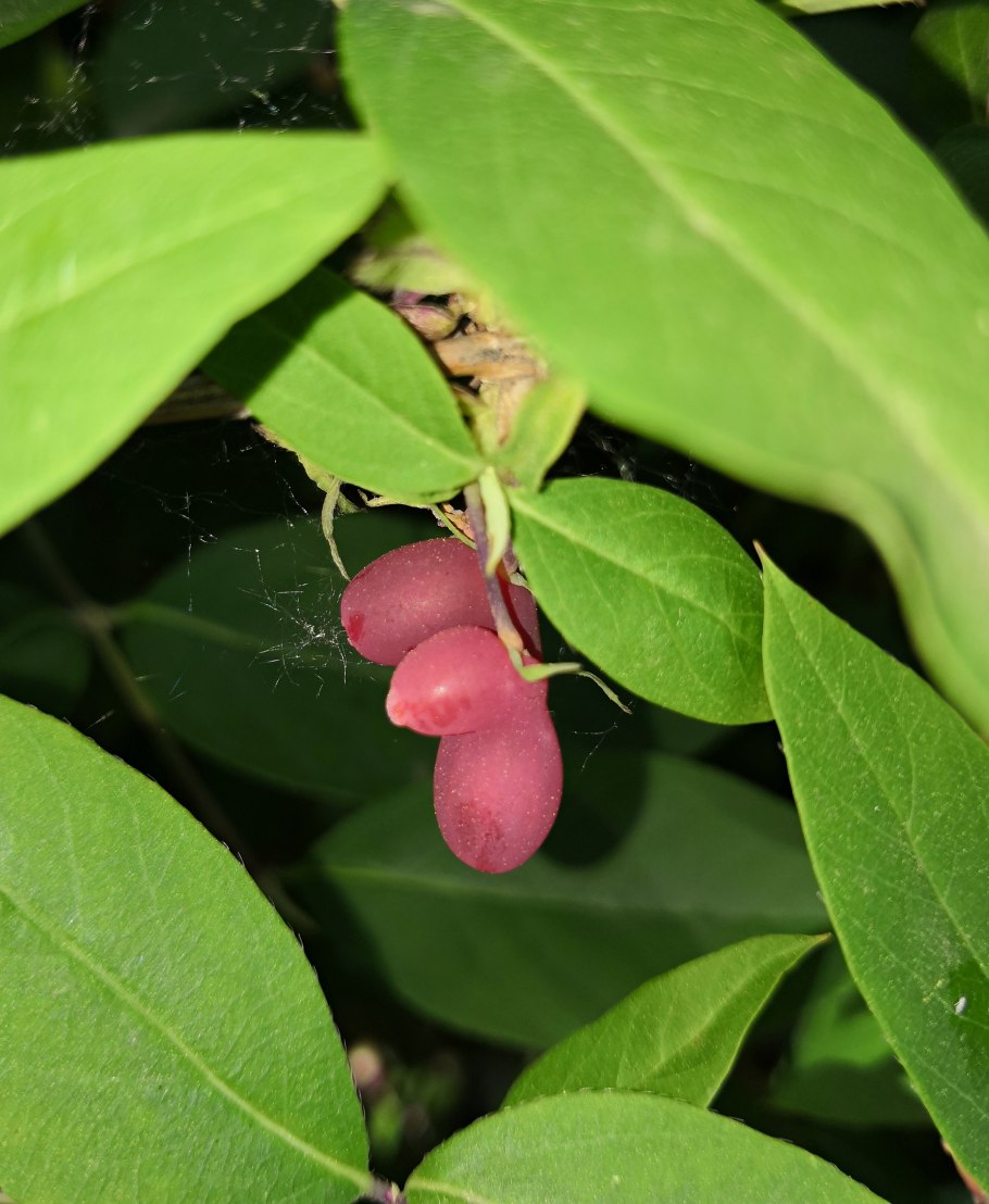 Каприфоль листья