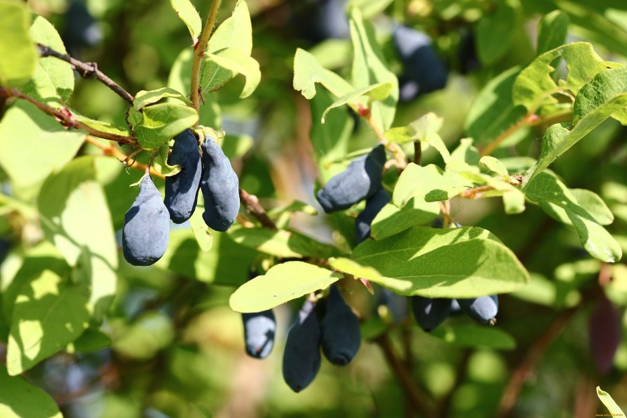 Жимолость Морроу