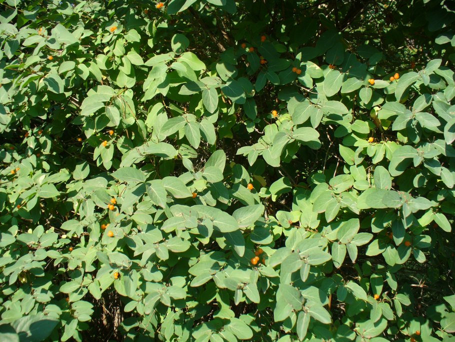 Жимолость съедобная (Lonicera edulis)