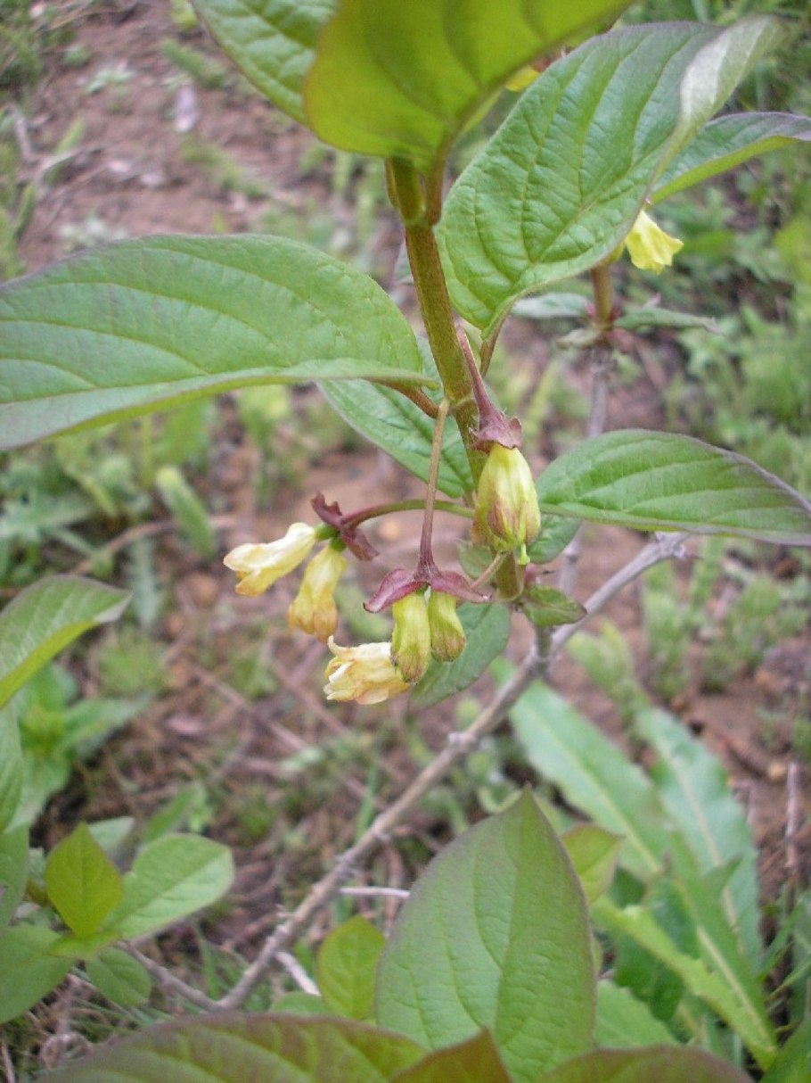 Lonicera involucrata