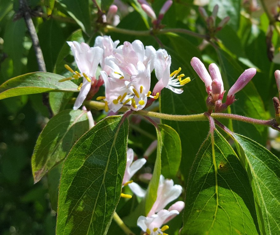 Жимолость лещина куст