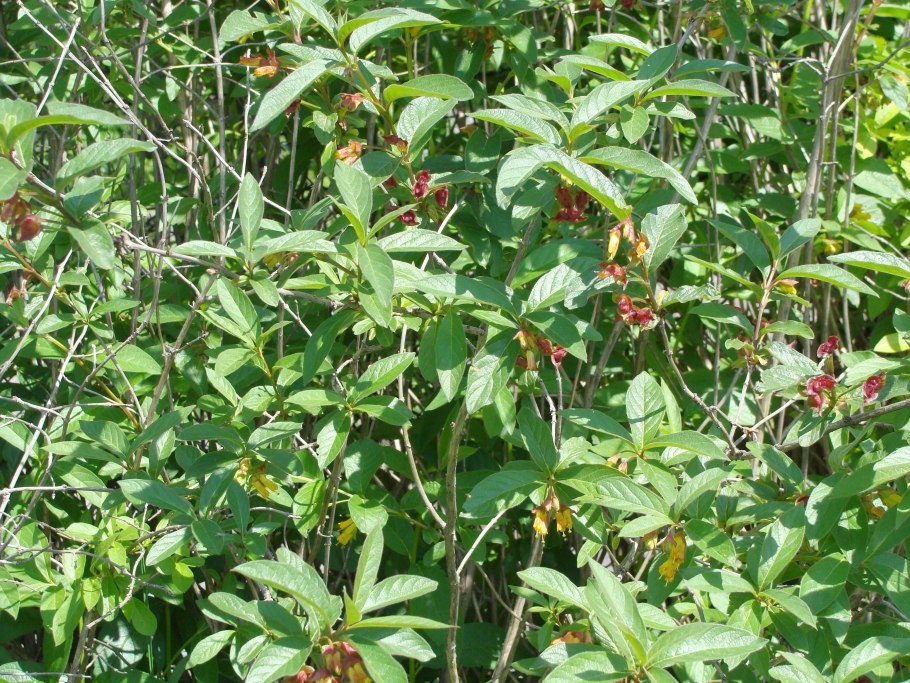 Жимолость Толмачева