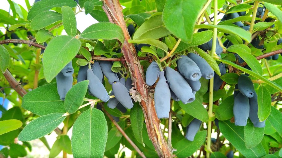 Жимолость Маака - Lonicera maackii