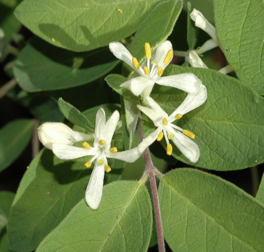Жимолость съедобная цветы