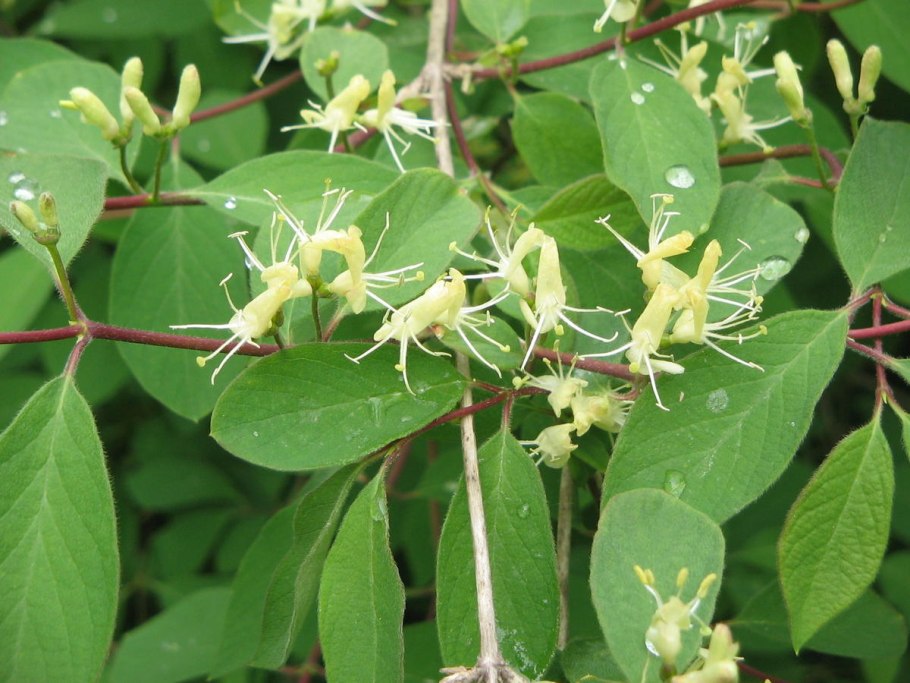 Жимолость лесная lonicera xylosteum