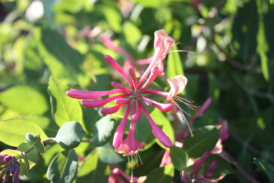 Жимолость обыкновенная (Lonicera xylosteum)