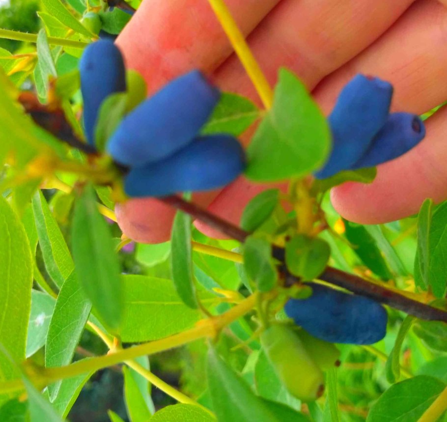 Жимолость съедобная лазурная