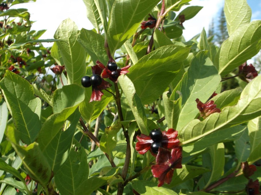 Lonicera korolkowii