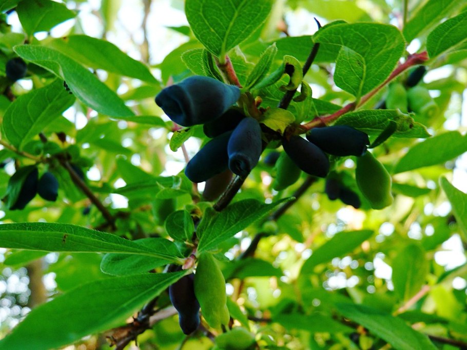 Lonicera involucrata
